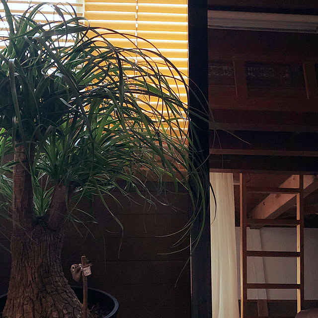 chaco_daughterさんの実例写真