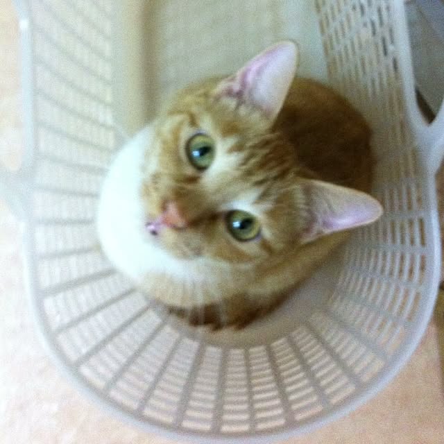 Yasumiさんの実例写真