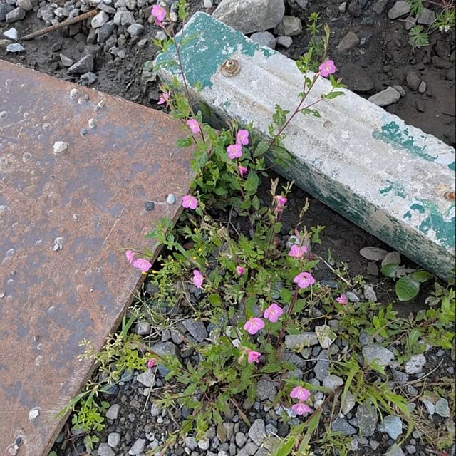 minnieさんの部屋