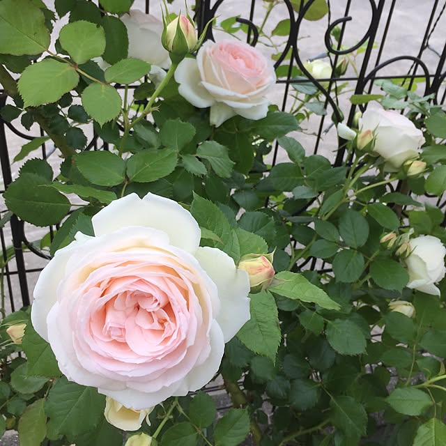 c.kさんの実例写真