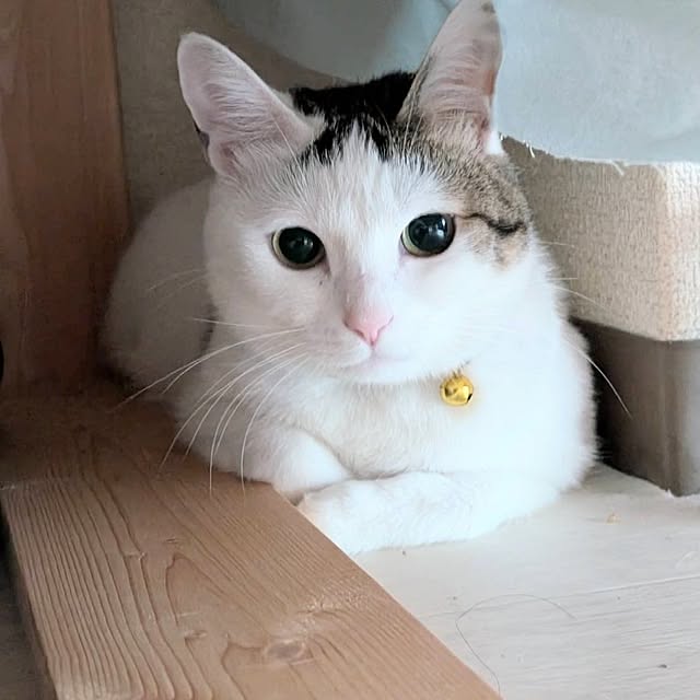 REI.DIYさんの実例写真