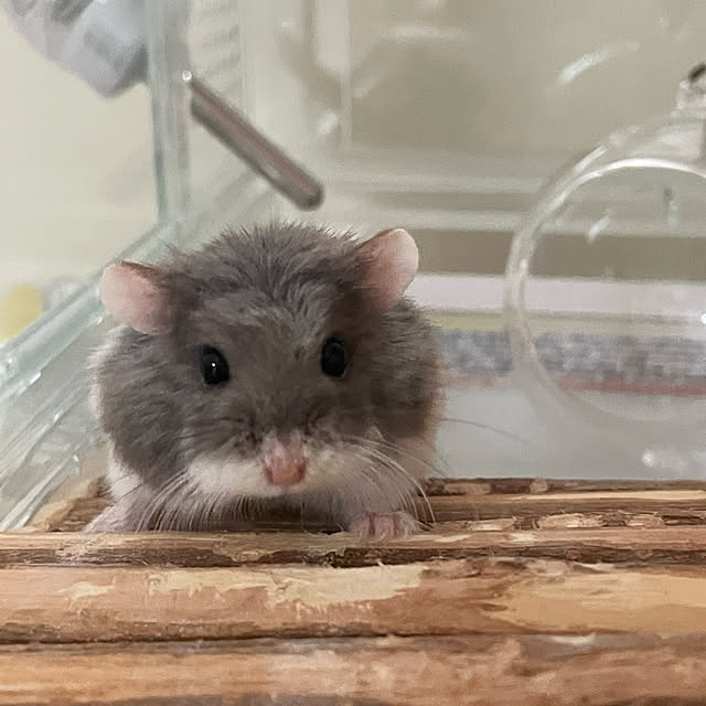 Rainyさんの実例写真