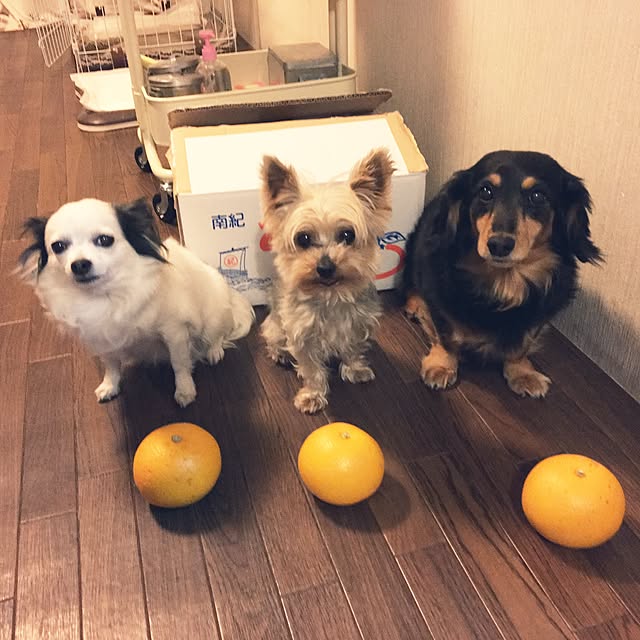 ohanaさんの実例写真