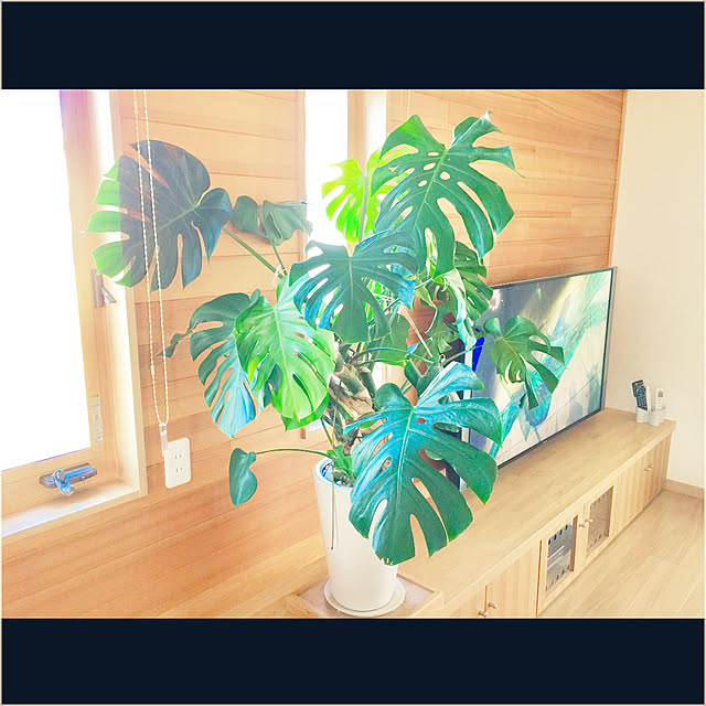 TOMOさんの実例写真