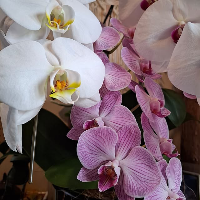 midoriさんの部屋