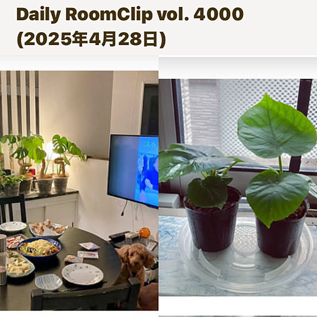 MOMOMAMAさんの実例写真
