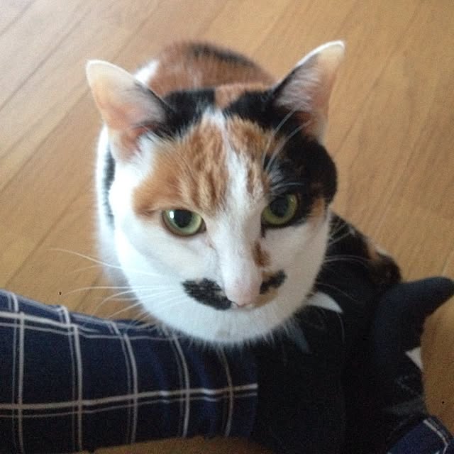 Kinanさんの実例写真