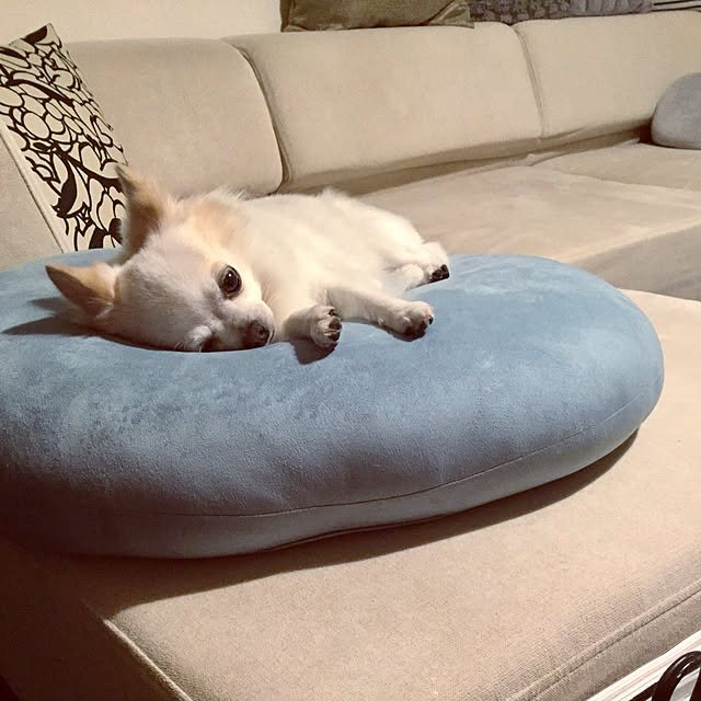 chapiさんの実例写真