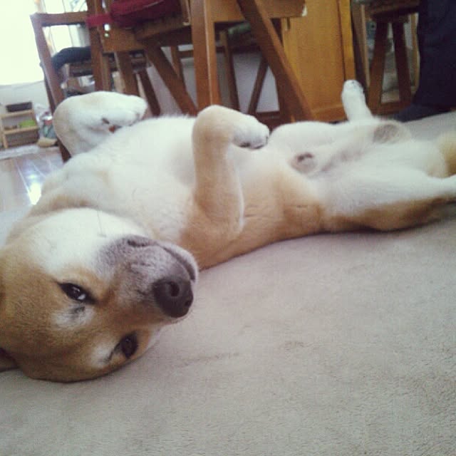 kotaさんの実例写真