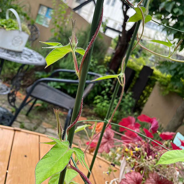 kuikoさんの部屋