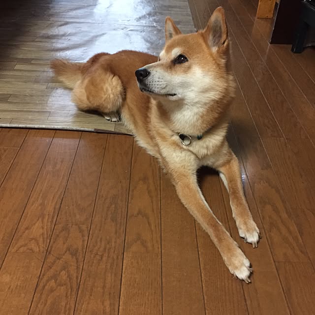 moririnさんの実例写真
