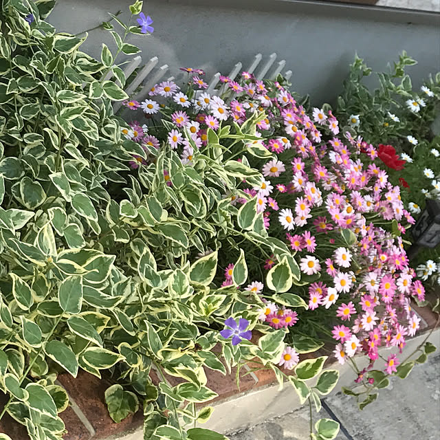 sunflowerさんの実例写真