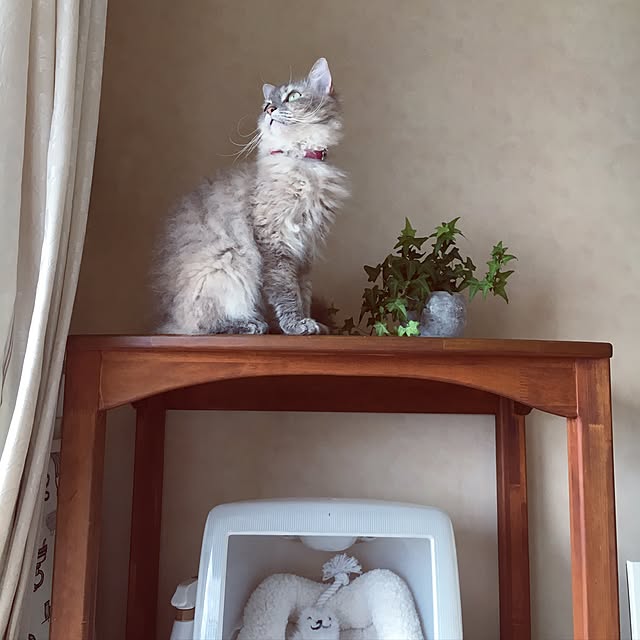 sakuracoさんの実例写真