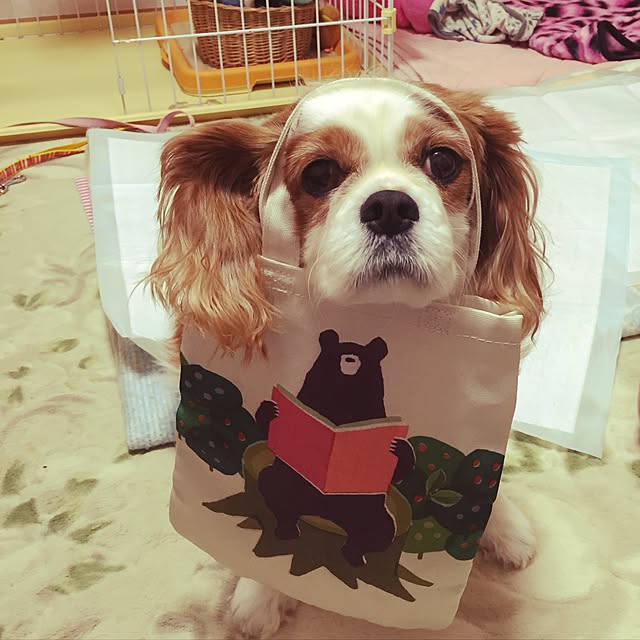 kinakoさんの実例写真