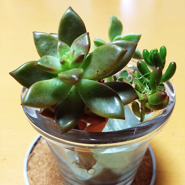 多肉植物/玄関/入り口のインテリア実例 - 2016-07-09 23:39:18
