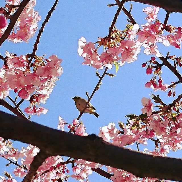 玄関/入り口/桜/レトロ大好き/近所の風景/ポートタワーのインテリア実例 - 2017-02-19 12:54:01
