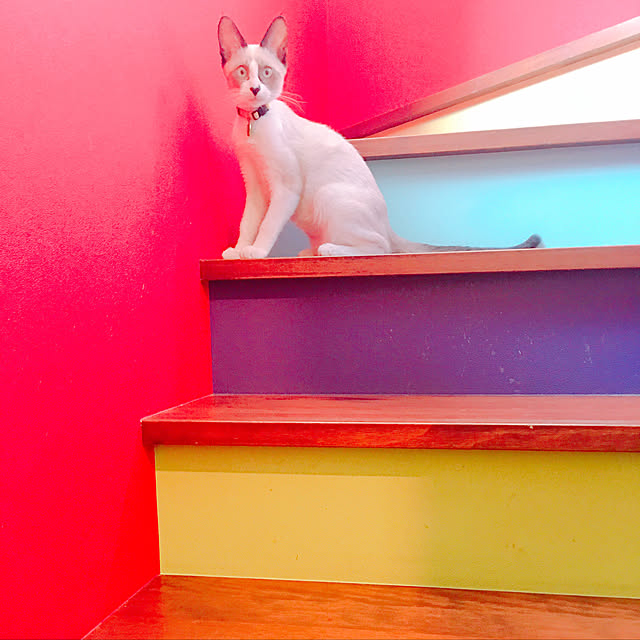実例写真