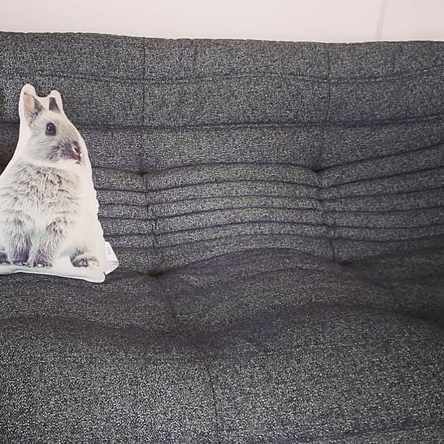 animallandさんの実例写真