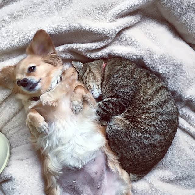 ayapiiiiceさんの実例写真