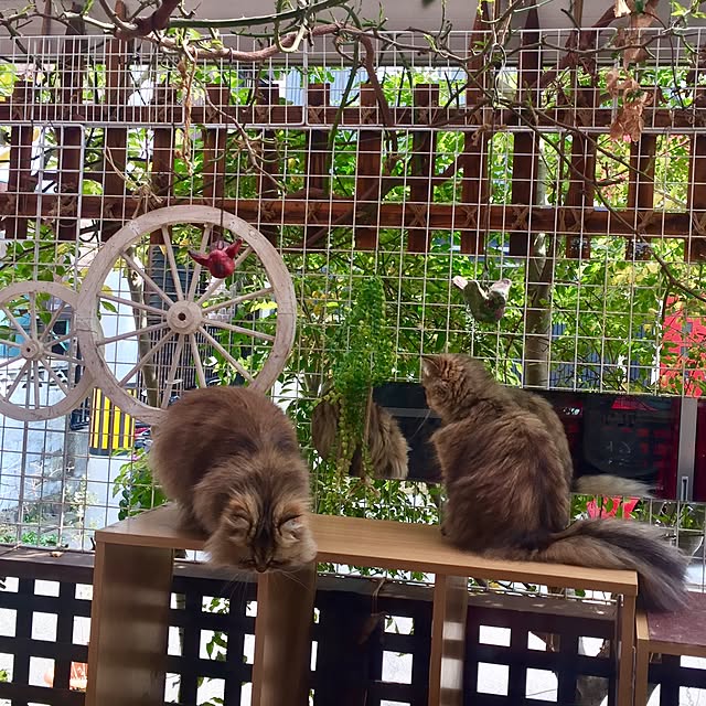 butachanさんの実例写真