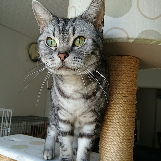 ronさんの実例写真