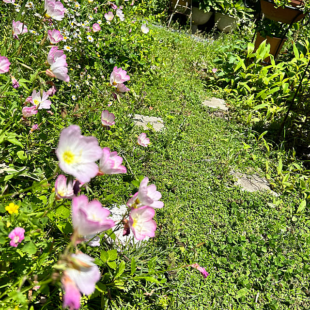 portulacaさんの部屋