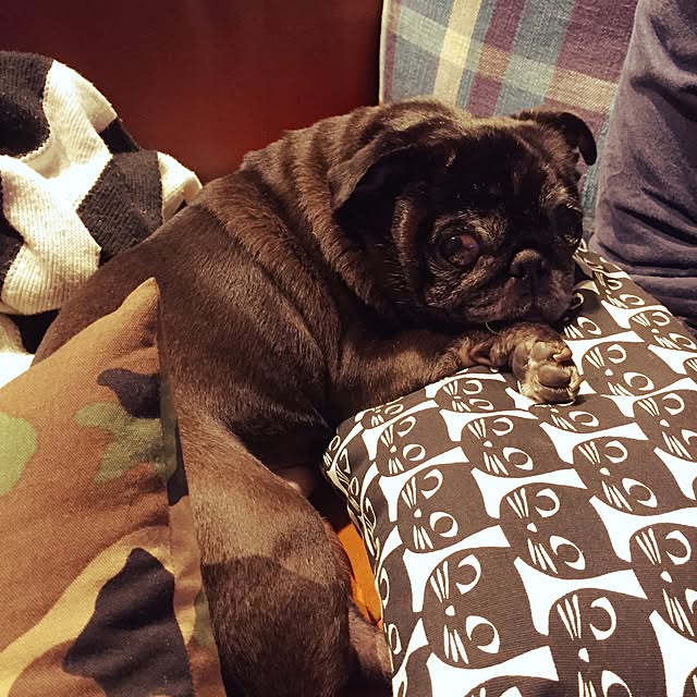 pugholicさんの実例写真