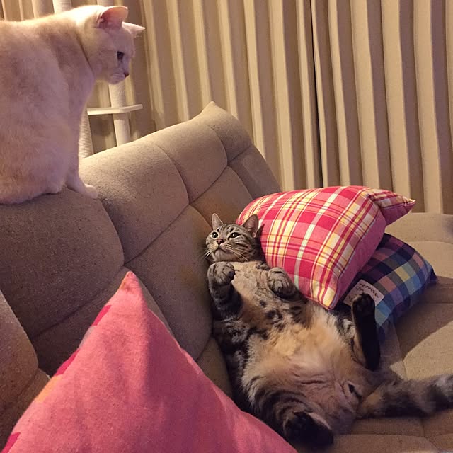 y.k.0123さんの実例写真