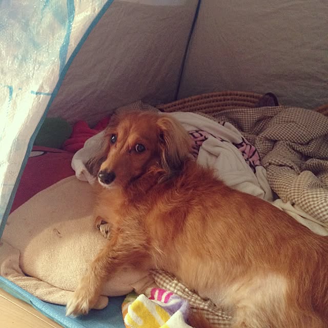 mayoさんの実例写真
