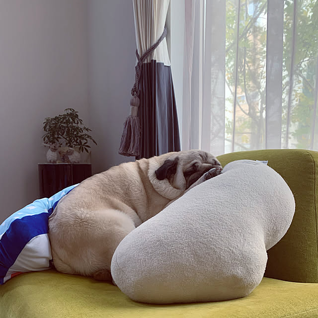 Pugさんの実例写真