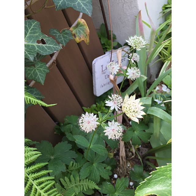 Celiさんの実例写真