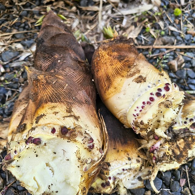 Rubiconさんの部屋