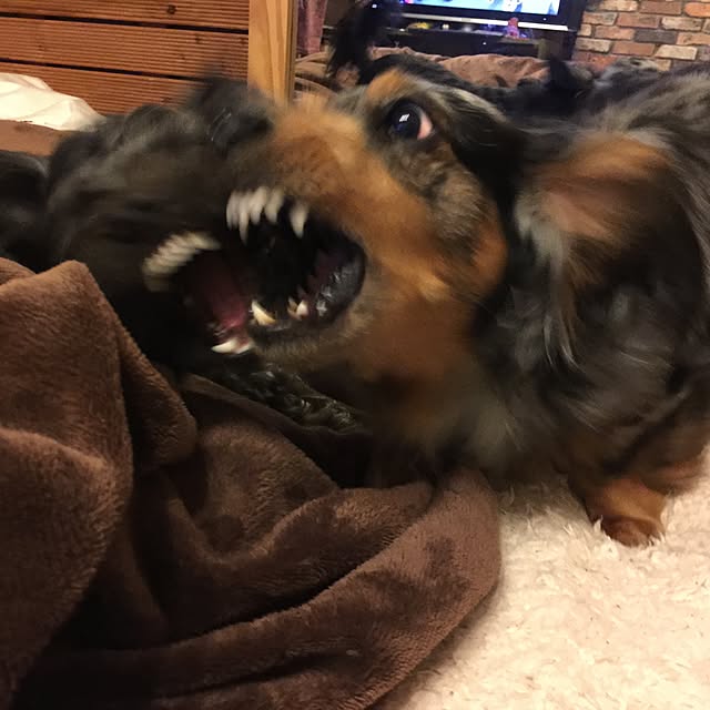 nonpiiiさんの実例写真