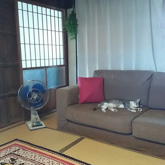 ayu-ayuさんの実例写真