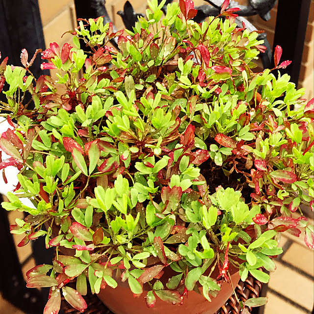 fuyiqian1026さんの実例写真