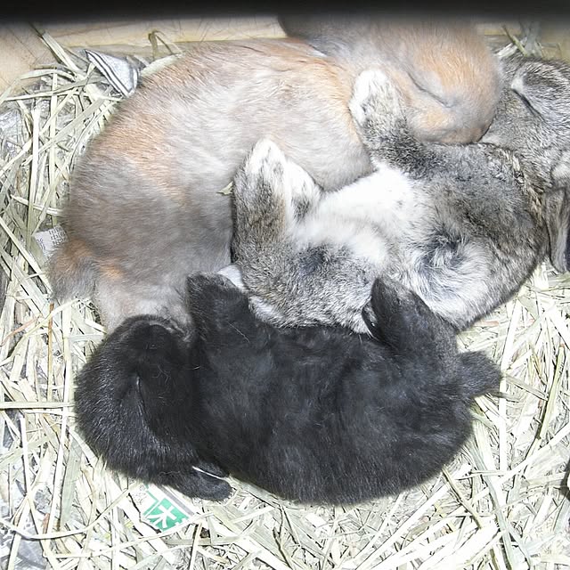 pero1pan5さんの実例写真