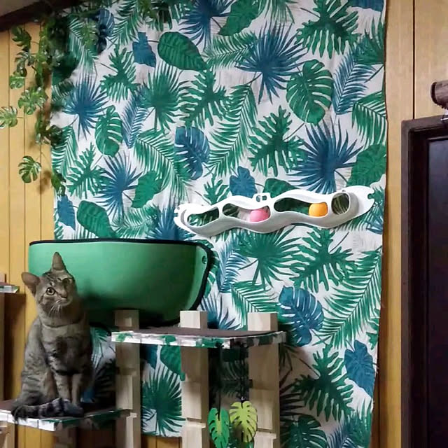 tantomeenさんの実例写真