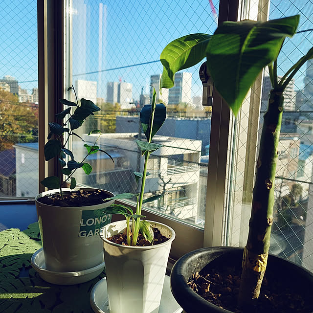 cocosorasakuさんの実例写真
