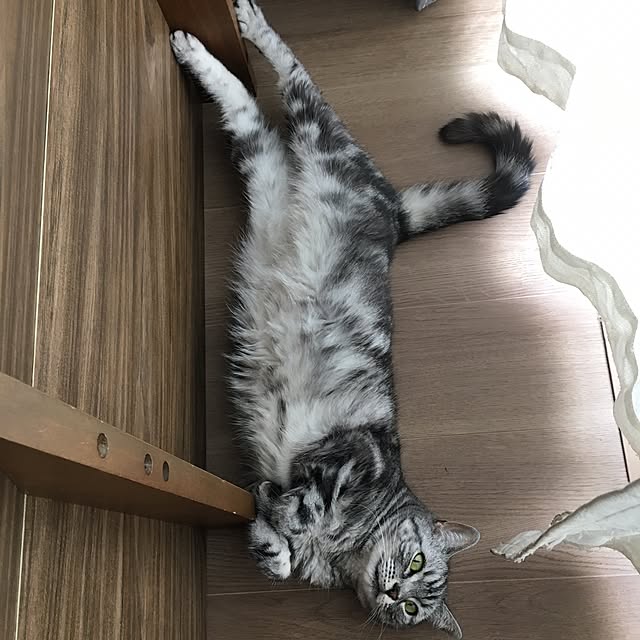 mikomaruさんの実例写真