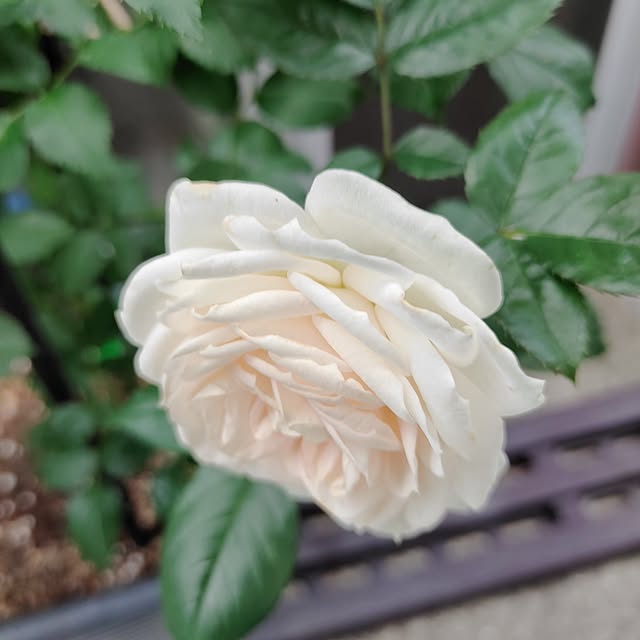 kiraさんの実例写真