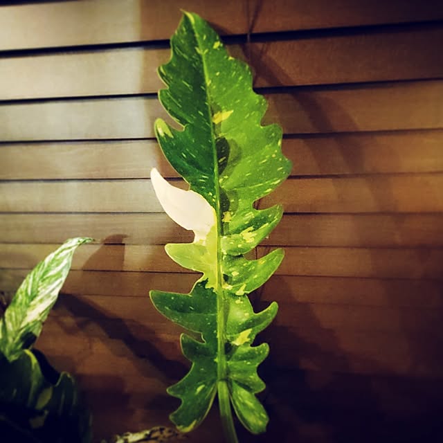 rimoleoさんの部屋