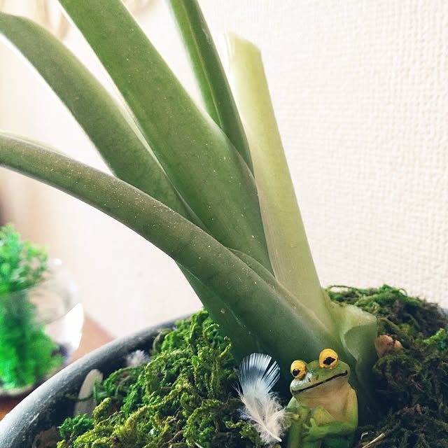 fruityanさんの実例写真