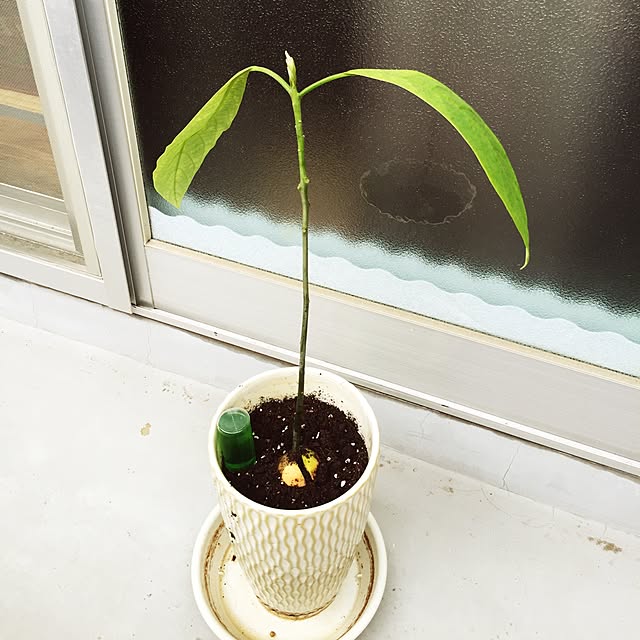 chome_tarouさんの実例写真