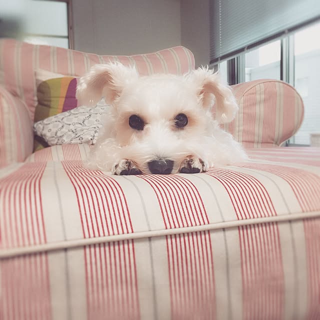 suzyさんの実例写真