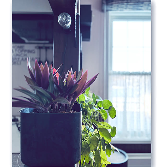 usagiさんの実例写真