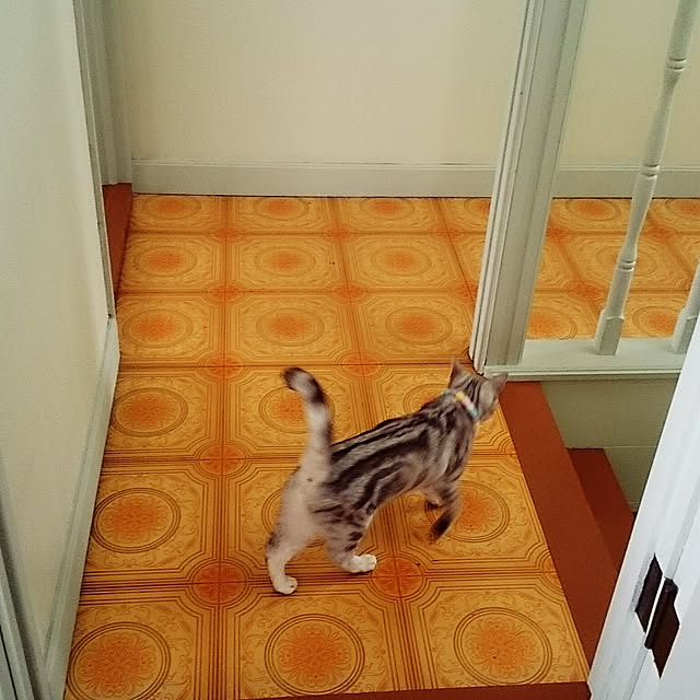 simaumaさんの実例写真