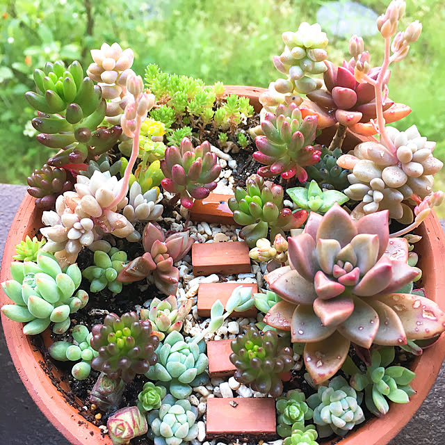 多肉植物 箱庭風寄せ植えのおしゃれなアレンジ・飾り方の 多肉植物 箱庭風寄せ植えのおしゃれなアレンジ・飾り方の