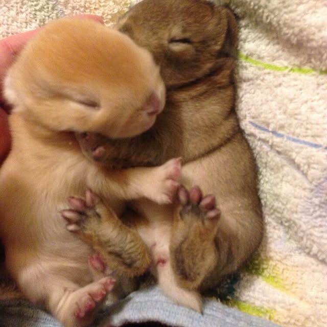 ChocolateNandasさんの実例写真