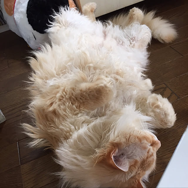 ofuさんの実例写真