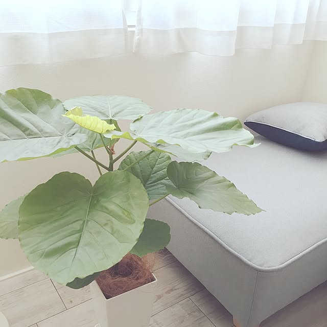 se-aさんの実例写真